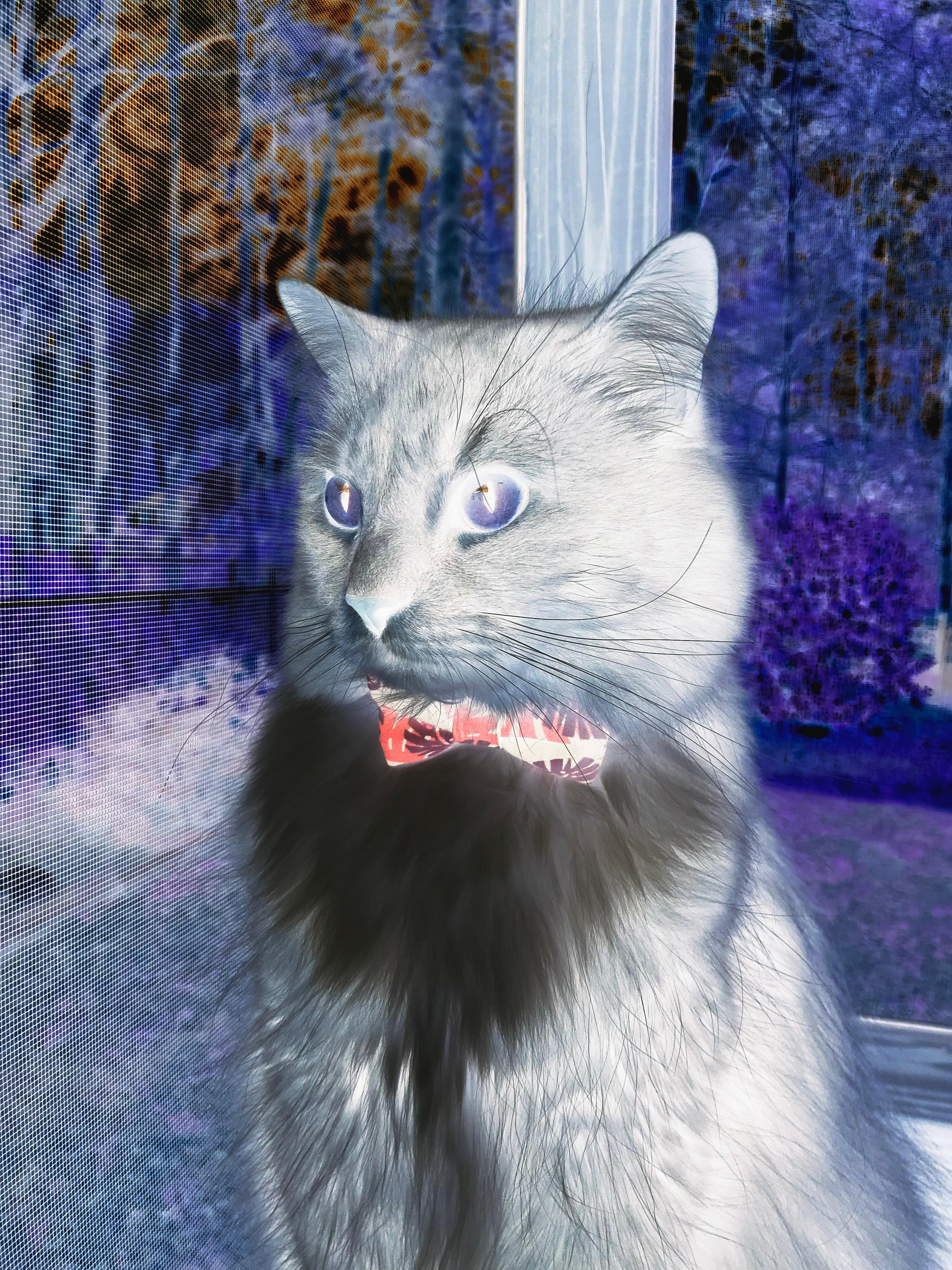 熊猫体育网址-猛龙锋线伤员愈发严重，球队深陷伤病困扰，猛龙晋级