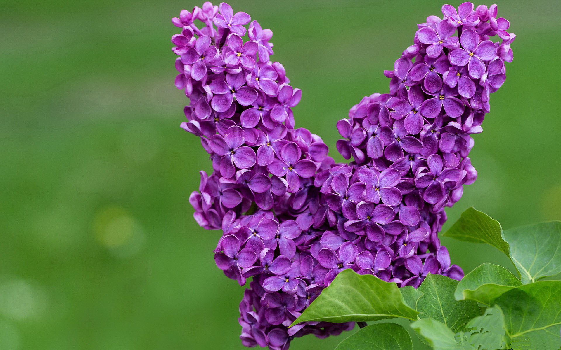 熊猫体育-陈芋汐用实力诠释跳水魅力，陈芋汐单人赛后采访